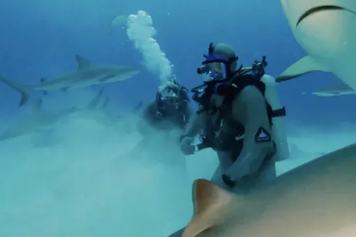 Майк Тайсон поплавал с акулами в океане, чтобы преодолеть страх перед новым боем. Одну из них он обездвижил щекоткой