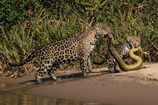 Matching Outfits by Michel Zoghzoghi, LebanonZoghzoghi was in the Pantanal, Brazil, photographing jaguars. One afternoon, as he was on the Três Irmãos River, a mother and her cub crossed in front of his boat. He watched mesmerised as they left the water holding an anaconda with a very similar pattern to their ownPhotograph: Michel Zoghzoghi/2019 Wildlife Photographer of the Year/NHM