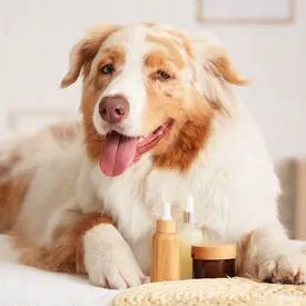 В России растет спрос на уходовую косметику для домашних животных