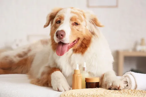 В России растет спрос на уходовую косметику для домашних животных В России растет спрос на уходовую косметику для домашних животных