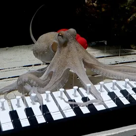 Шведский музыкант купил живого осьминога и научил его играть на пианино Шведский музыкант купил живого осьминога и научил его играть на пианино