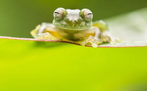 Эту крошечную стеклянную лягушку автор снимка увидел, когда изучал в Коста-Рике герпетофауну.