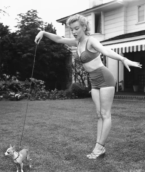 Мэрилин Монро во время фотосессии на заднем дворе голливудского агента Джонни Хайда, 17 мая 1950 года, Беверли-Хиллз, Калифорния