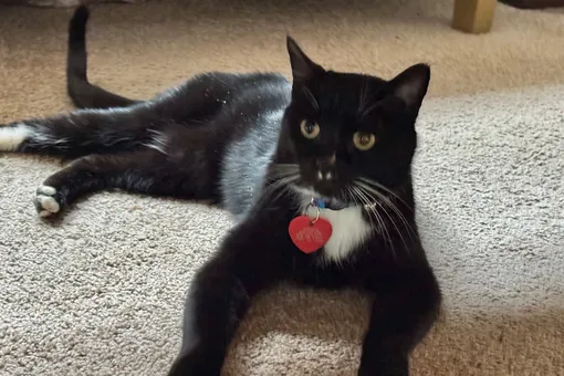 Кот сбежал от хозяев во время путешествия и 5 месяцев выживал в канадских горах Кот сбежал от хозяев во время путешествия и 5 месяцев выживал в канадских горах