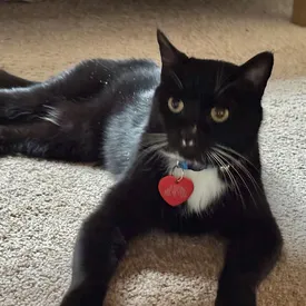 Кот сбежал от хозяев во время путешествия и 5 месяцев выживал в канадских горах Кот сбежал от хозяев во время путешествия и 5 месяцев выживал в канадских горах