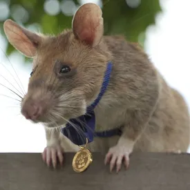 В Великобритании сумчатая крыса получила аналог высшей гражданской награды королевства