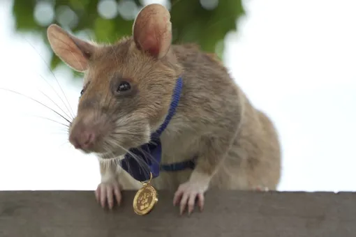 В Великобритании сумчатая крыса получила аналог высшей гражданской награды королевства