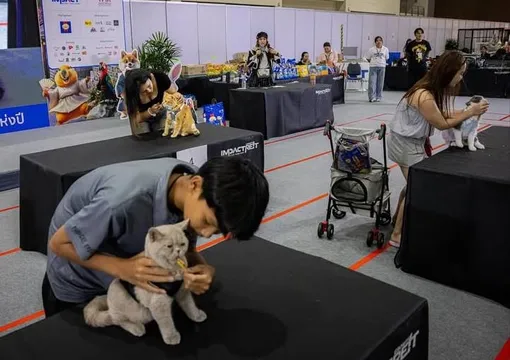 животные животные