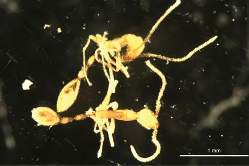 Австралийские ученые открыли новый вид подземных муравьев и назвали его в честь Волан-де-Морта