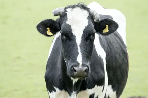В Нидерландах коровы бодро выбежали на улицу впервые после зимы и вернулись обратно в сарай — холодно
