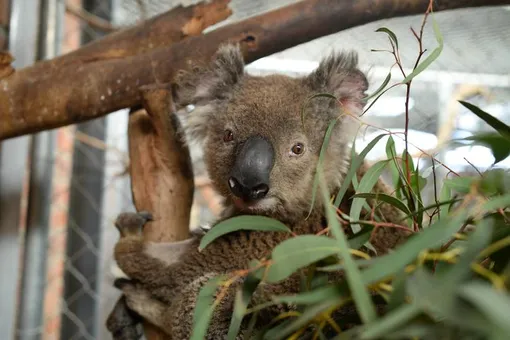 Ученые 13 лет не могли выяснить, как пьют коалы. Но одно видео раскрыло тайну