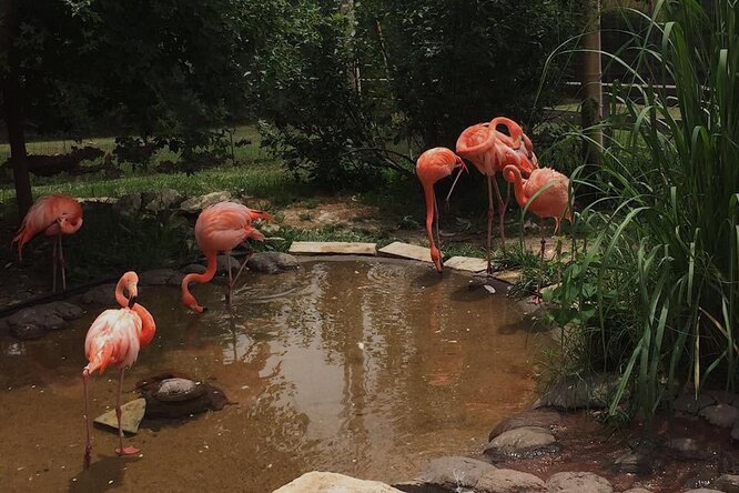 Фламинго, который 17 лет назад улетел из зоопарка в Канзас-Сити, обнаружили в Техасе — он преодолел более тысячи километров