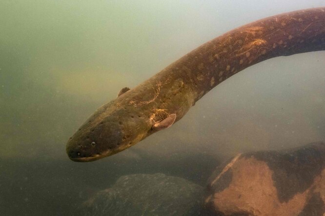 Ученые обнаружили в бассейне Амазонки рыбу, способную вырабатывать напряжение до 860 вольт