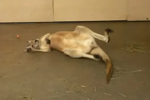 В Рижском зоопарке кенгуру любит полежать на спине на теплом полу. Но посетители решили, что у животного проблемы со здоровьем, и обратились в полицию