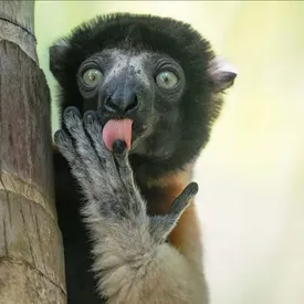 Стали известны финалисты конкурса смешных фотографий природы Comedy Wildlife Awards. Посмотрите на лучшие снимки