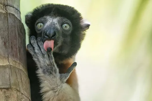 Стали известны финалисты конкурса смешных фотографий природы Comedy Wildlife Awards. Посмотрите на лучшие снимки Стали известны финалисты конкурса смешных фотографий природы Comedy Wildlife Awards. Посмотрите на лучшие снимки