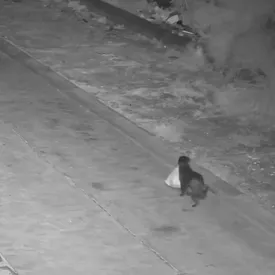 В Италии мужчина обучил свою собаку выбрасывать мешки с мусором на обочину, чтобы его не поймала полиция В Италии мужчина обучил свою собаку выбрасывать мешки с мусором на обочину, чтобы его не поймала полиция