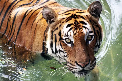 В Хабаровском крае амурский тигр напал на человека