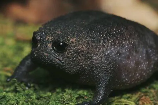 Познакомьтесь с самой грустной лягушкой на земле. Она живет в Южной Африке и похожа на авокадо