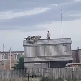 В Омской области стадо овец забралось на крышу двухэтажного сарая. Как животные там оказались, неизвестно