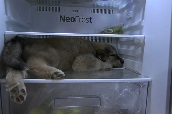 В Таиланде щенок придумал необычный способ спастись от жары — спрятался в холодильнике