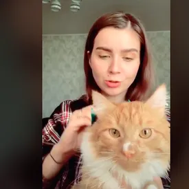 Ваши животные не любят расчесываться? Выход найден. Попробуйте включить им мультики Ваши животные не любят расчесываться? Выход найден. Попробуйте включить им мультики