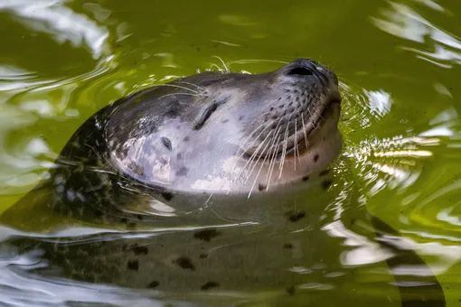 Ученые научили тюленей петь колыбельную и музыкальную тему из «Звездных войн»