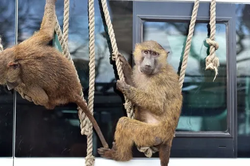 В сафари-парке в Великобритании заметили бабуинов с ножами и бензопилой