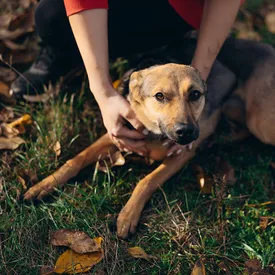 В России в конце дачного сезона люди ежегодно выбрасывают на улицы около 100 тысяч животных