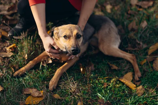 В России в конце дачного сезона люди ежегодно выбрасывают на улицы около 100 тысяч животных В России в конце дачного сезона люди ежегодно выбрасывают на улицы около 100 тысяч животных