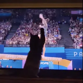 Кошки в восторге от олимпийских гимнастов! В сети делятся видео, на которых животные смотрят выступления спортсменов и пытаются «поймать» их лапами
