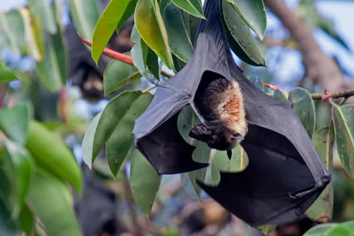 Ученые выяснили, что вирус, убивающий коал, могут переносить летучие мыши