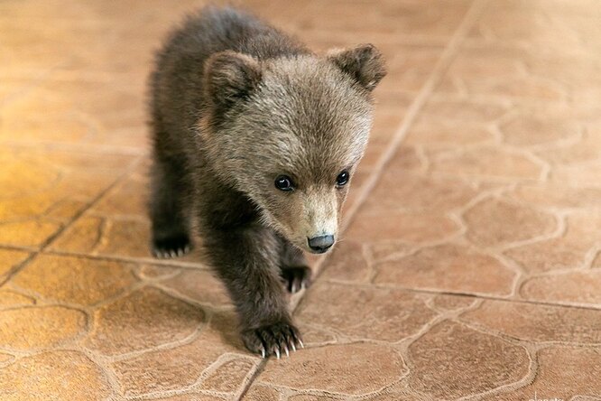 фото маленького медвежонка
