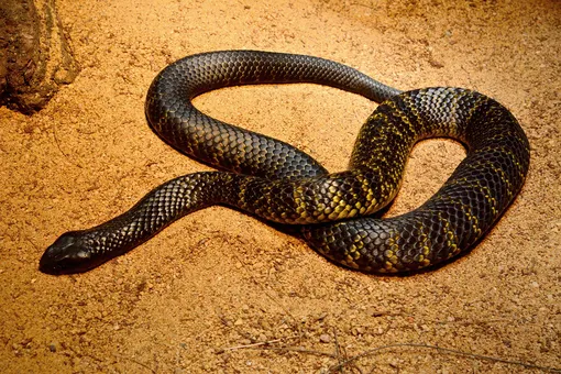 Австралийская тигровая змея