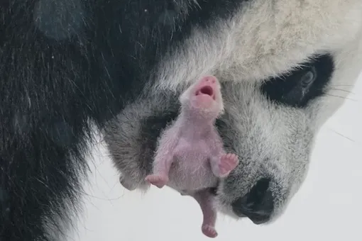 В Московском зоопарке родился первый в истории России детеныш большой панды