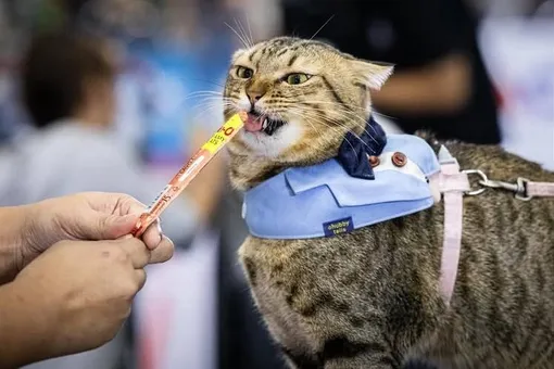 Кот по кличке Киммон победил в чемпионате по скоростному поеданию лакомств Кот по кличке Киммон победил в чемпионате по скоростному поеданию лакомств