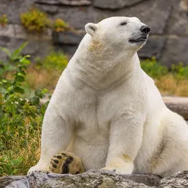 В Канаде ученые зафиксировали редкое явление: белая медведица усыновила чужого детеныша