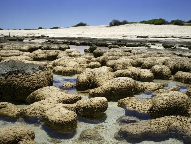 Строматолиты, 2000-3000 лет