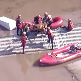 В Бразилии спасли лошадь, которая из-за наводнения застряла на крыше. Спасение показывали в прямом эфире