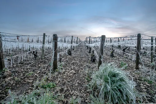 Цены на французское вино могут вырасти. Причина — аномальные морозы, уничтожившие более трети урожая винограда