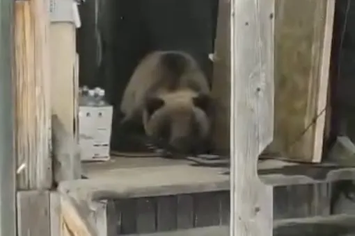 Бурый медведь поселился в заброшенном доме на Камчатке