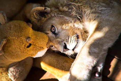 Ветеринар из Челябинска спас львенка, которому сломали лапы, чтобы он фотографировался с туристами