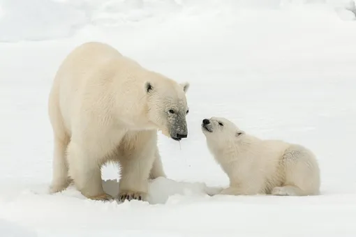 Белые медведи могут исчезнуть к 2100 году из-за глобального потепления