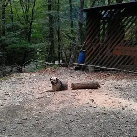 Оказывается, у животных прекрасное чувство юмора: посмотрите на этих питомцев, которые до смерти напугали своих хозяев Оказывается, у животных прекрасное чувство юмора: посмотрите на этих питомцев, которые до смерти напугали своих хозяев