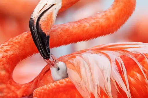 Beak to Beak by Claudio Contreras Koob (Mexico)Ría Lagartos Biosphere Reserve in the state of Yucatán is home to Mexico’s largest flock of Caribbean flamingos. This chick, which is less than five days old, will stay in its nest for another day or so before it joins a crèche of other baby birds that wander around the colony searching for foodPhotograph: Caludio Contreras Koob/2019 Wildlife Photographer of the Year