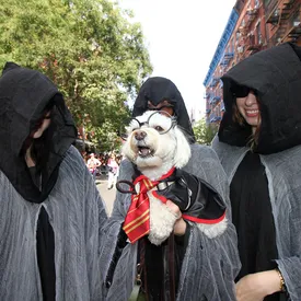 Посмотрите на очаровательных собак в костюмах на параде питомцев в честь Хеллоуина в Нью-Йорке Посмотрите на очаровательных собак в костюмах на параде питомцев в честь Хеллоуина в Нью-Йорке