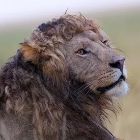 Соцсети покорил лев с кудрявой гривой из Кении