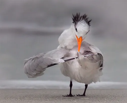 Tern tuning its wings