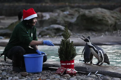 Лондонский аквариум развлекает пингвинов, скучающих по вниманию посетителей, рождественскими фильмами