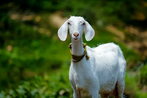 Власти итальянского острова Аликуди запустили необычную инициативу. Любой желающий может даром забрать одну или нескольких коз, проживающих на острове